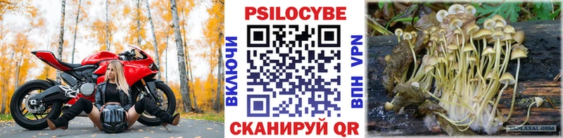 Псилоцибиновые грибы Psilocybe  Кстово 